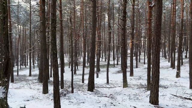 IPhone 13 Pro 4k 30 Raw Footage Standard Handheld