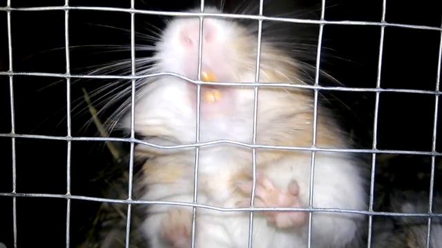 Сумасшествие!))))