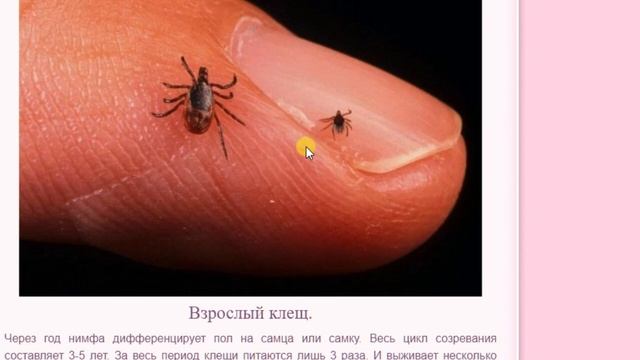 Клещевое лето в Украине 2020 готовимся и защищаемся