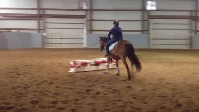 Kaiser Bridleless 3/5/13