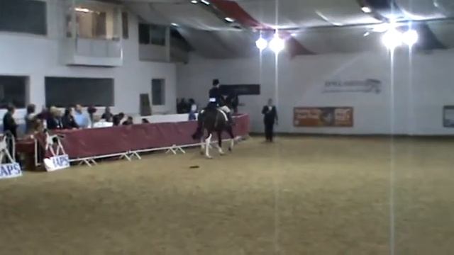 Torro Dressage Eve