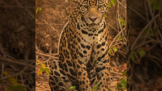 Everything You Need To Know About The Swift And Beautiful Leopard Hunter