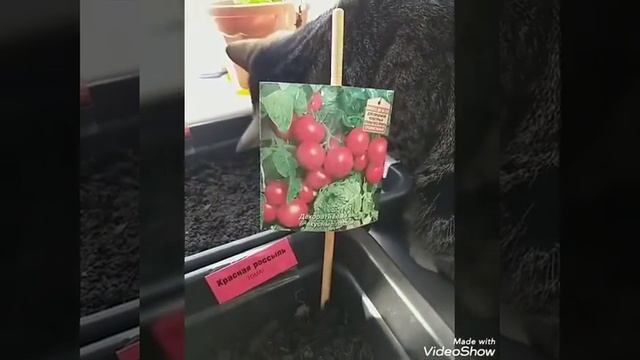 Рассада  2020. Посадка помидор. Рассада от мамы Насти.