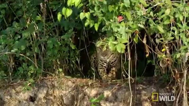 Best Wildlife Video Jaguar Unbelievable Hunting Calman Must Watch!!!!