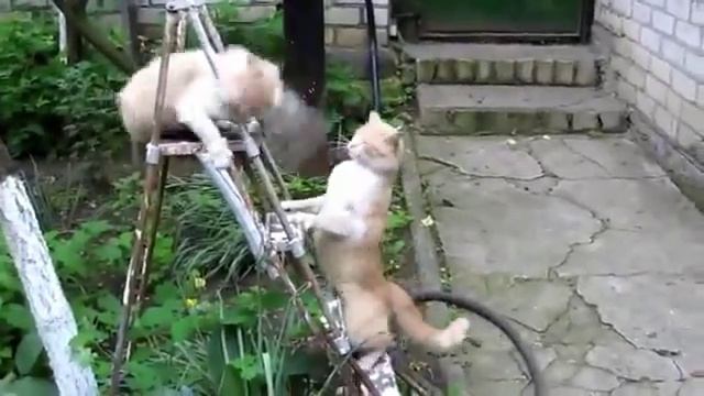 ржал до слез