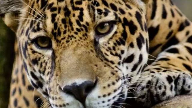 JAGUAR ESCAPES ZOO IN NEW ORLEANS, KILLS SIX OTHER ANIMALS