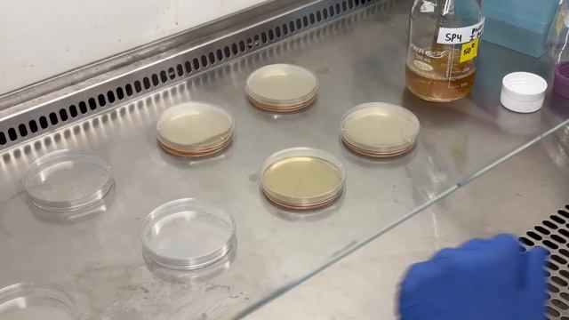 Preparation And Use Of Agar Medium For Mycoplasma Colony Growth