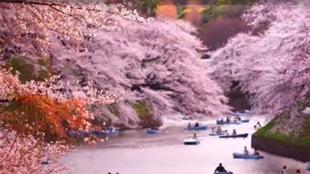See The Beauty Of Cherry Trees