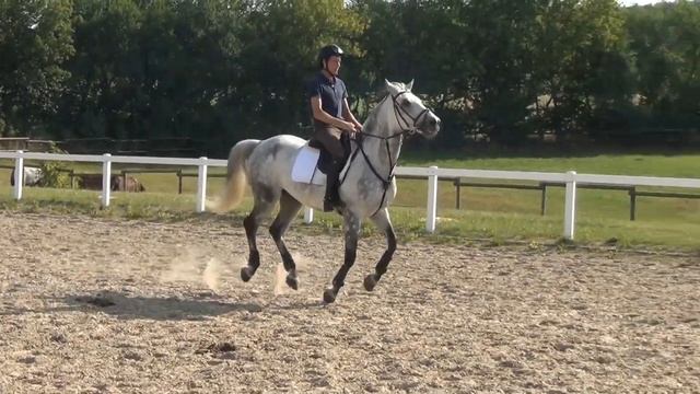 Gelding * 2006 for sale