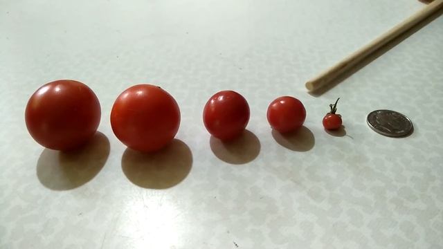 Could This Be The World's  Smallest Cherry Tomato? 🍅