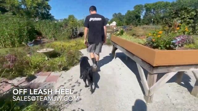 Adorable 1.5 Y/O English Lab 