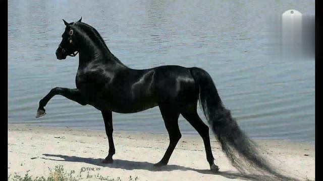 Beautiful Fancy Dashing Horse 🐎