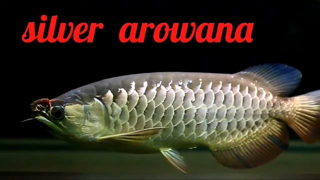 Silver Arowana Eat Centipede/Arowana Eating Centipede