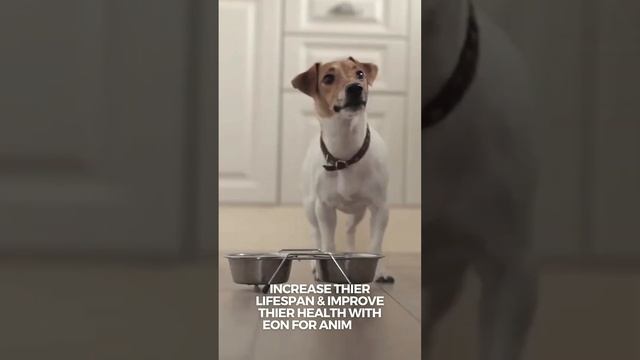 Discover The Power Of Eon For Animals!