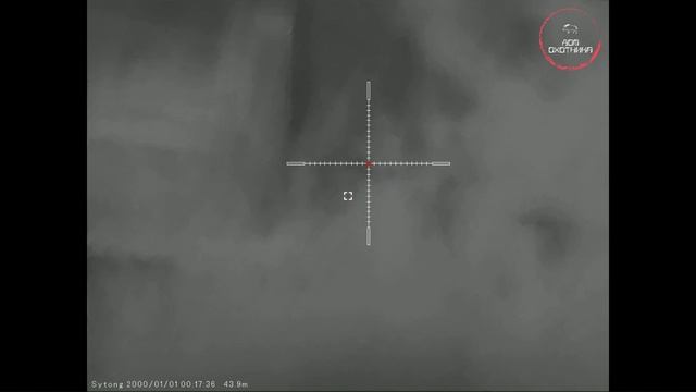 Охота. Осень 2024г. Бобр