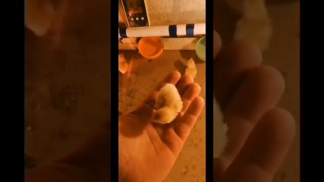 Be4913c5a0dc6eeebedf599d223086fe