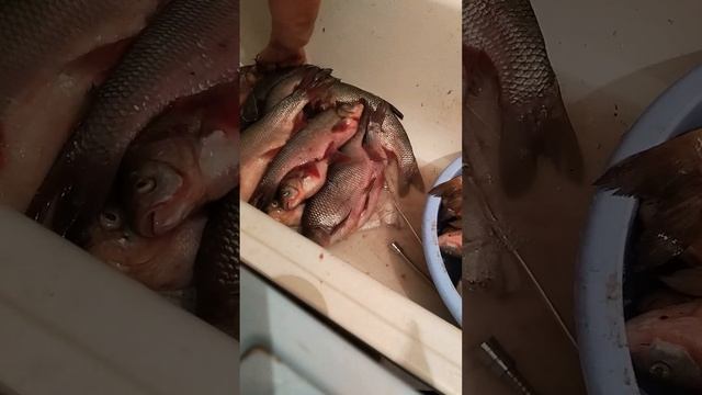 язь колодкой часть 1