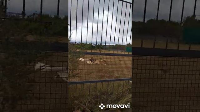 Сафари парк Львов Тайган! Знакомство с обитателями. Кормление, общение...