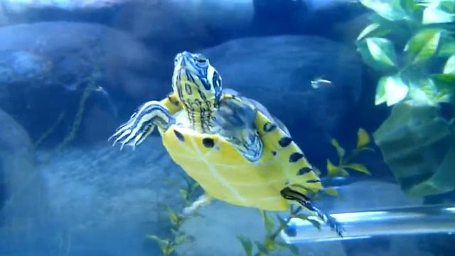 My Baby Yellow Belied Slider's 55 Gallon Tank! HD