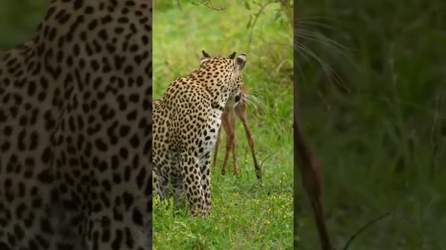 Heartwarming Moment: Jaguar Adopts Baby Fawn 🐆🦌 #JaguarAdoption #BabyFawn #subscribe