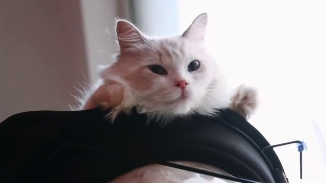 Pet Strong Suction Cat Window Seat Cat Bed-Summer Style Bed Suction Cup Cat Window Perch Hammock