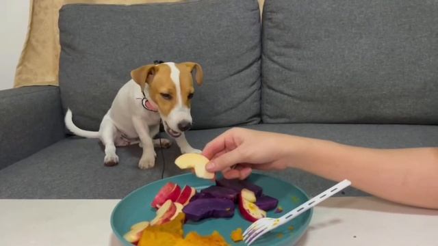 ASMR Dog Reviews Pumpkin, Purple Sweet Potato, Apple | Jack Russell
