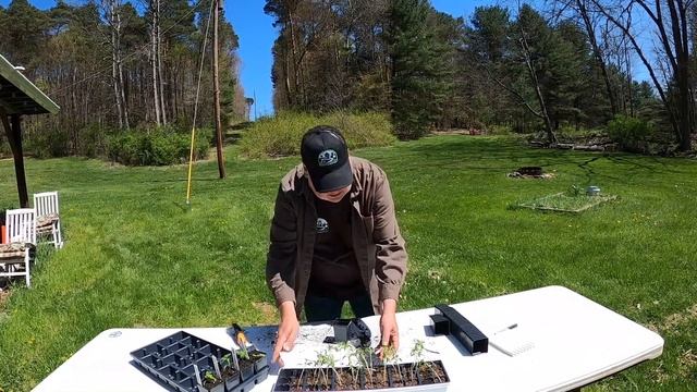 #33 Transplanting The Tomato Plants