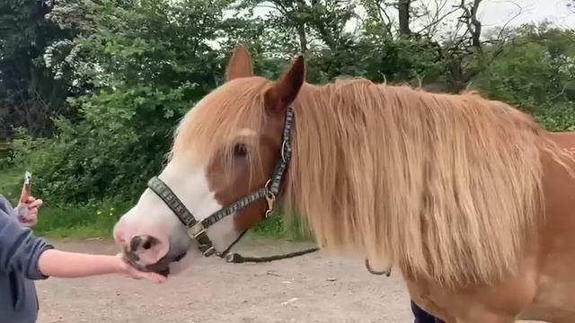 Equine Exceed ~ Ginger Calmer Bites