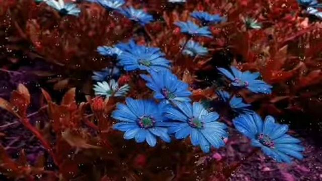 Бехтарин дуо 27 февраля 2021 г.