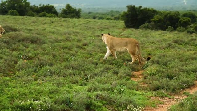 Top 5 Biggest Cats In The World