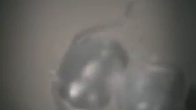 Ant Under Microscope