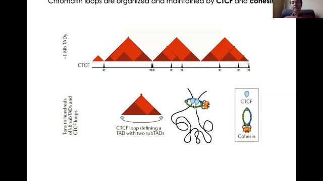 О.Л. Кантидзе. 3D Genome And Liquid-liquid Phase Separation.