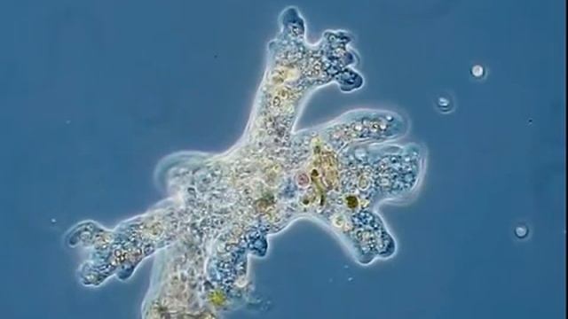 🔍Microscopic Appearance Of A Simple Amoeba 🔍Микроскопический вид простой амебы