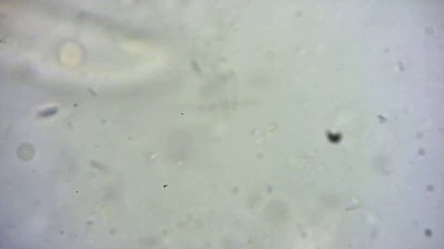 Sisäloisia Kiekkokalassa