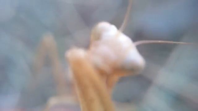 Богомол моет свои лапки и лицо, видео макросъемка увеличение 2016