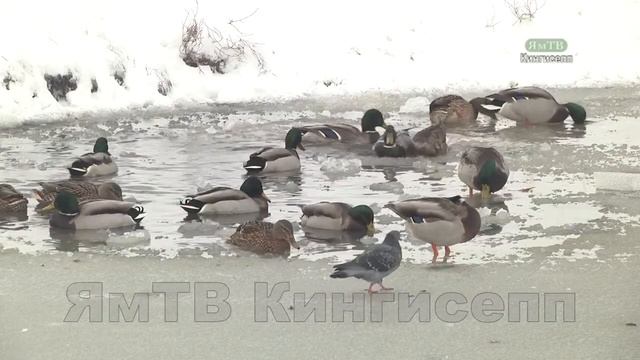 ЯмТВ Зимой уток согреет любовь