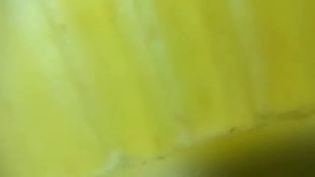 [Вещи под микроскопом] #4 Рассматриваем разную еду.