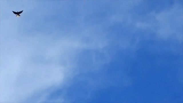 ПОЛЕТЫ НИКОЛАЕВСКИХ ГОЛУБЕЙ 31.03.2024 ТЕЛЕФОН +380988140345