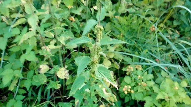 крапива двудомная