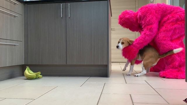 Funny Beagles Get Pranked Compilation : Funny Beagles Louie & Marie