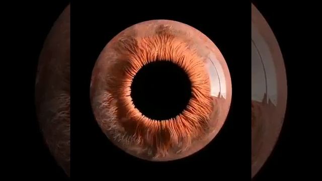Your Eye Under Microscope