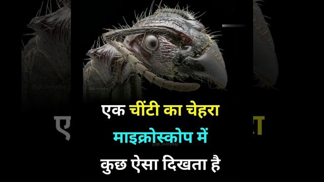 माइक्रोस्कोप से चींटी का चेहरा।