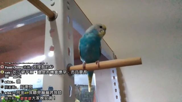 【直播】新的抓貓任務，可能無法出動了 20230427 (MiMi醬&黑妞&阿金&歐戀&阿虎)