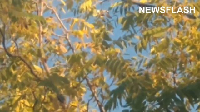 Red Squirrel Stuffs Mans Truck With Nearly 350 Pounds Of Walnuts