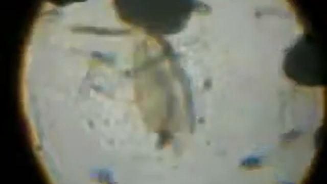 Жизнь в капле воды(edited)