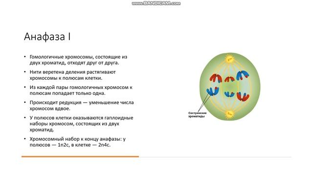 9-11 класс Мейоз