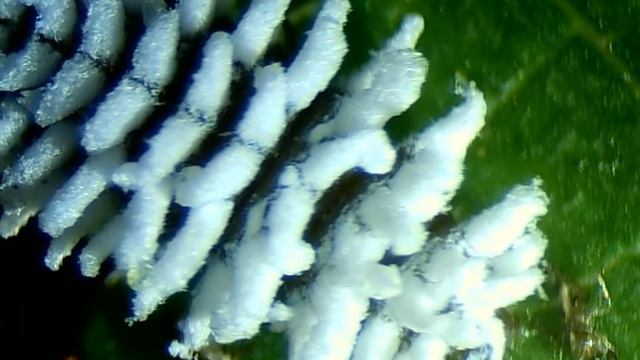 Насекомое с листа на вишне