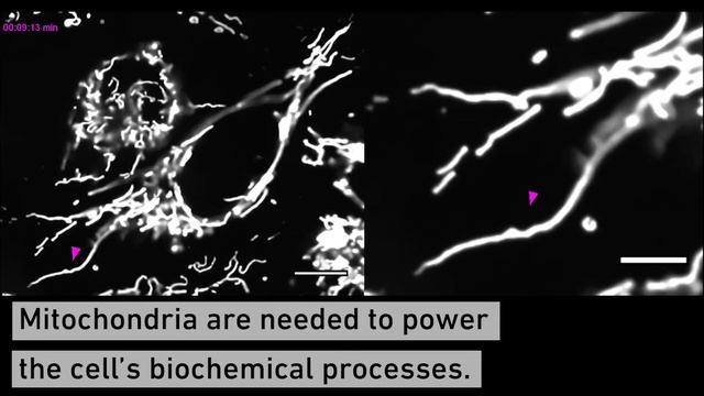 Mitochondria Transplantation Between Living Cells