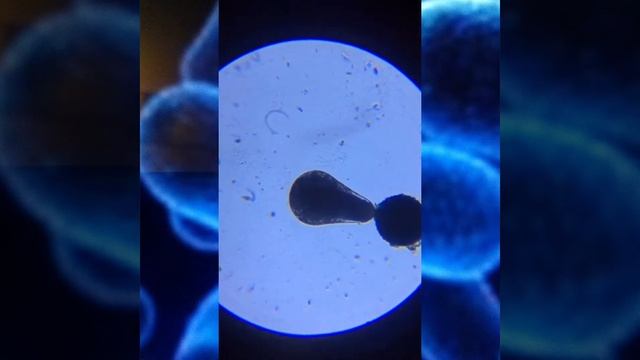 Зародыш Артемии 64x