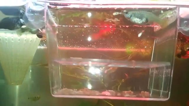 Отсадник для рыб в общий аквариум